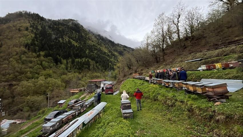 Doğu Karadeniz’de arıcıların soğuk mesaisi! Artvin’de değişen hava sıcaklığı arıcıları vurdu: Bal verimi %50 düşebilir!