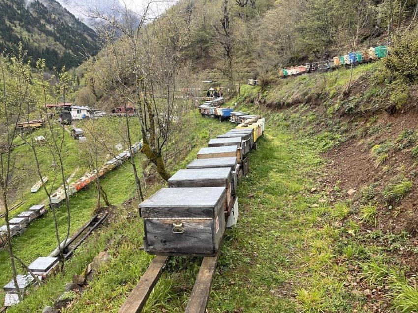 Doğu Karadeniz’de arıcıların soğuk mesaisi! Artvin’de değişen hava sıcaklığı arıcıları vurdu: Bal verimi %50 düşebilir!