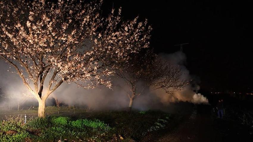Malatya'daki bahçelerde gece ateşleri yanmaya başladı! Kayısıda kritik süreç başladı