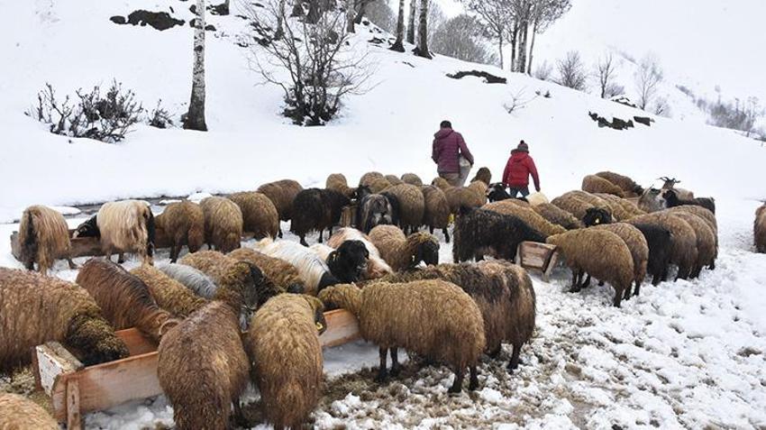 Bitlis'te yağan nisan karı besicileri yeme muhtaç etti!