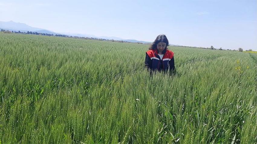 Söke'de seferberlik başladı! Ekipler sahaya indi, tarımsal markaj başladı