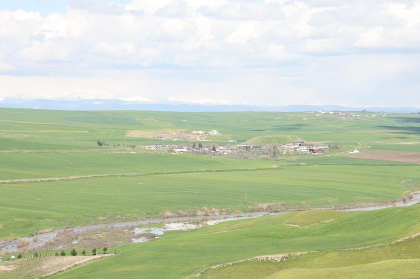 Jandarma eşliğinde ektiği 250 dönüm buğdayı akrabaları ilaçlayarak kuruttu! Diyarbakırlı çiftçi isyan etti: 'İlla ölmem mi lazım?'