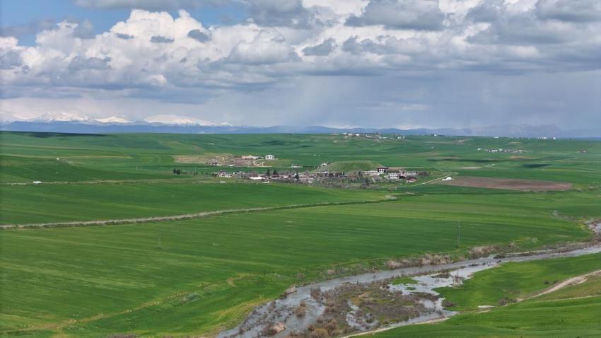 Jandarma eşliğinde ektiği 250 dönüm buğdayı akrabaları ilaçlayarak kuruttu! Diyarbakırlı çiftçi isyan etti: 'İlla ölmem mi lazım?'