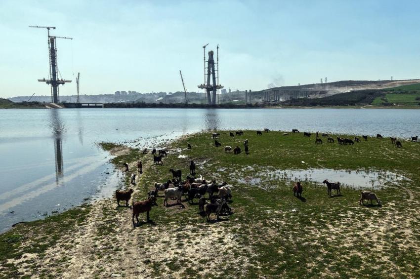 İstanbul'un yeni yüzünde Sazlıdere Köprüsü yükselirken keçiler de aynı karede! Bölge havadan görüntülendi