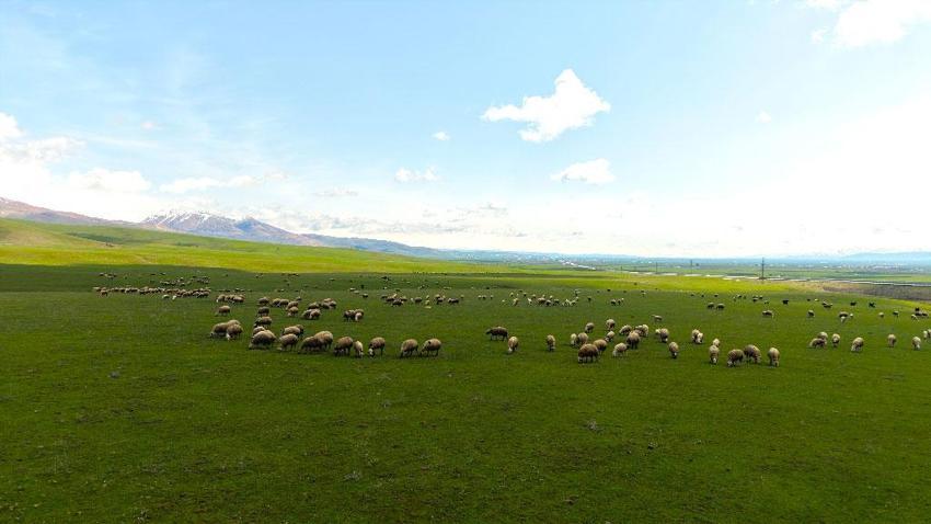 Kırsalda Bereket Küçükbaşa Destek Projesi! Muş'ta başvurular başladı: 100 baş küçükbaş hayvan temin edilecek