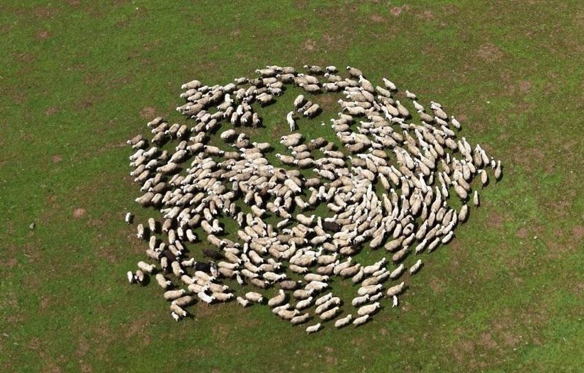 Kırsalda Bereket Küçükbaşa Destek Projesi! Muş'ta başvurular başladı: 100 baş küçükbaş hayvan temin edilecek