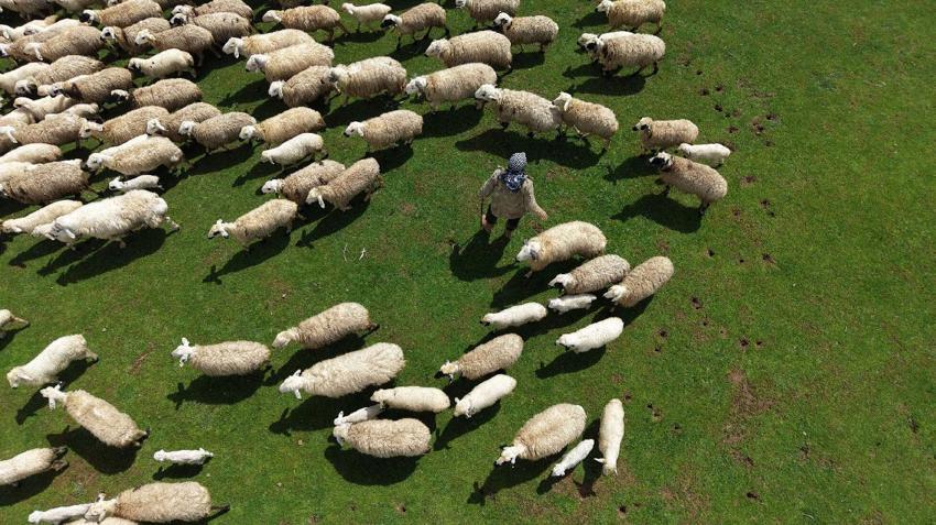 Kırsalda Bereket Küçükbaşa Destek Projesi! Muş'ta başvurular başladı: 100 baş küçükbaş hayvan temin edilecek