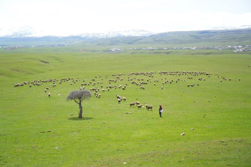 Kırsalda Bereket Küçükbaşa Destek Projesi! Muş'ta başvurular başladı: 100 baş küçükbaş hayvan temin edilecek