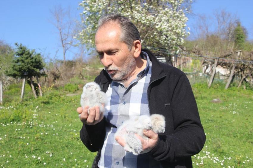 Bursa'nın Yaren leyleği varsa Ordu'nun da baykuşu var! Çiftçinin 20 yıllık dostluğu: Pamuk, Ateş ve Pusu