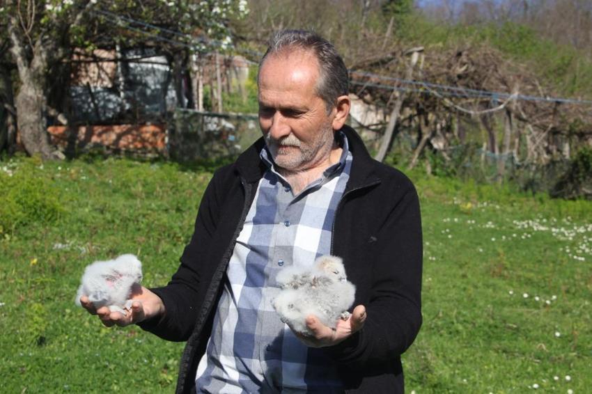 Bursa'nın Yaren leyleği varsa Ordu'nun da baykuşu var! Çiftçinin 20 yıllık dostluğu: Pamuk, Ateş ve Pusu