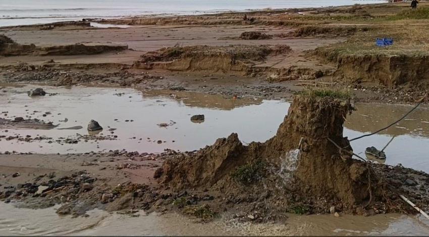 Aydın'da sahile vurdu: Bilimsel incelemeye alındı