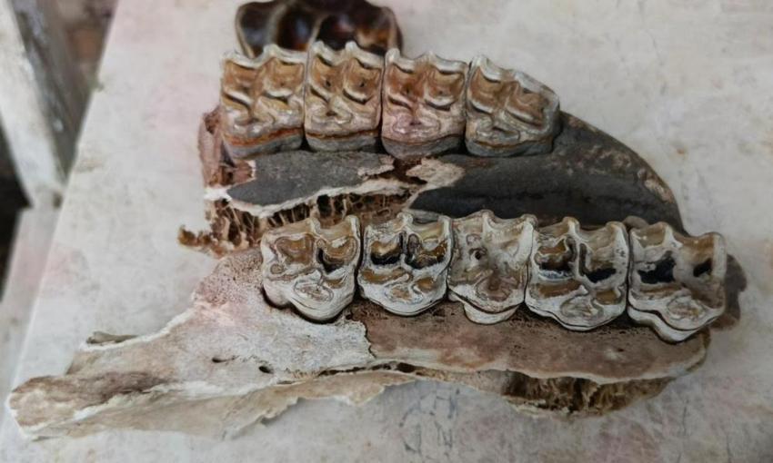 Aydın'da sahile vurdu: Bilimsel incelemeye alındı