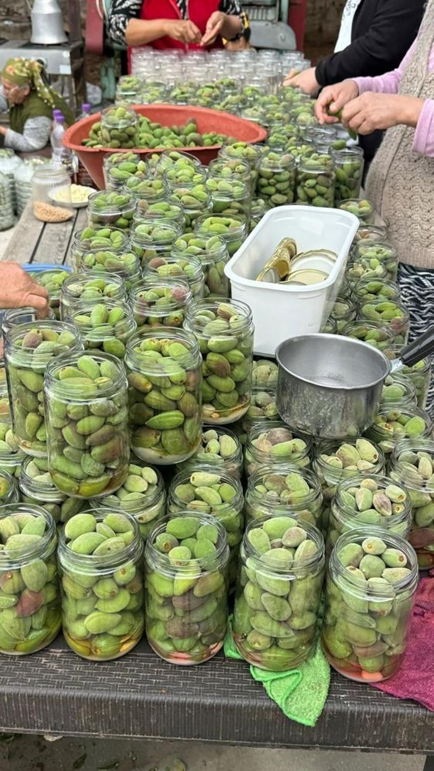 Muğla’nın 'yeşil altını' kavanozlara girdi! Hasadın ardından kadınlar harekete geçti: Taleplere yetişilemiyor!
