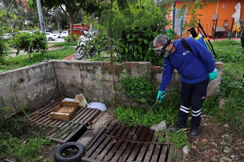 Antalya'da şehrin göbeğinde adım başı görülüyor! Sezon öncesi alarm verildi