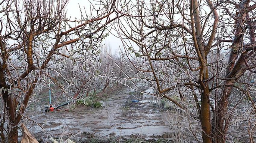 Kayseri'de elma üreticisi zirai dondan 'Spring' yöntemiyle korunuyor! ' Doğayla zıtlaşmaya gerek yok'