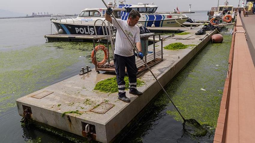 İzmir'de 'deniz marulu' sahili kapladı! 'Atıkların kontrol altına alınması gerekmektedir'
