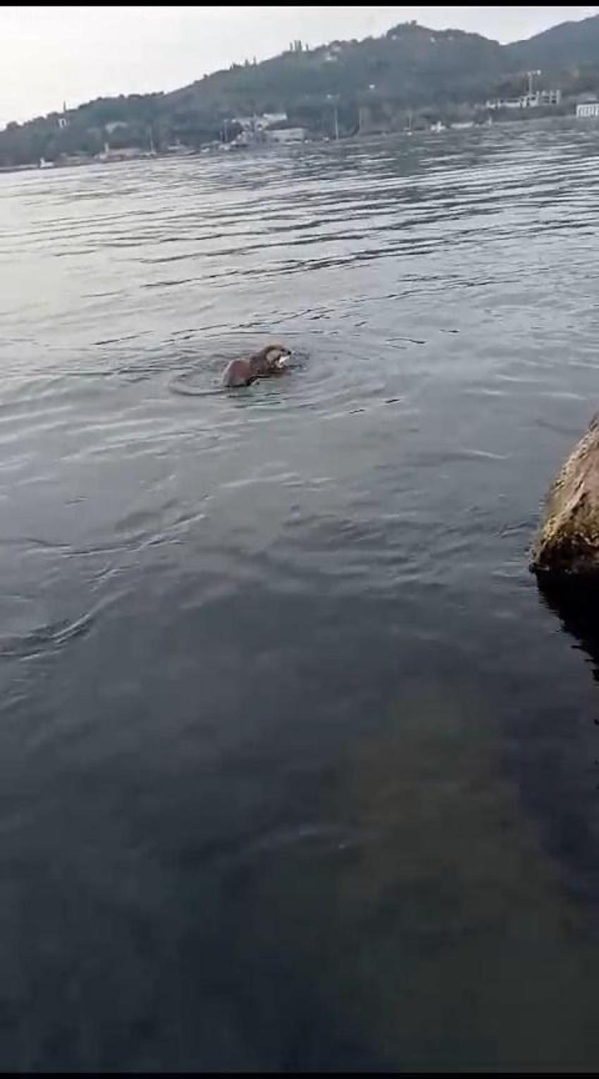 Su samuru oltaya takılan balığı yakalayıp kaçtı! O anlar böyle görüntülendi