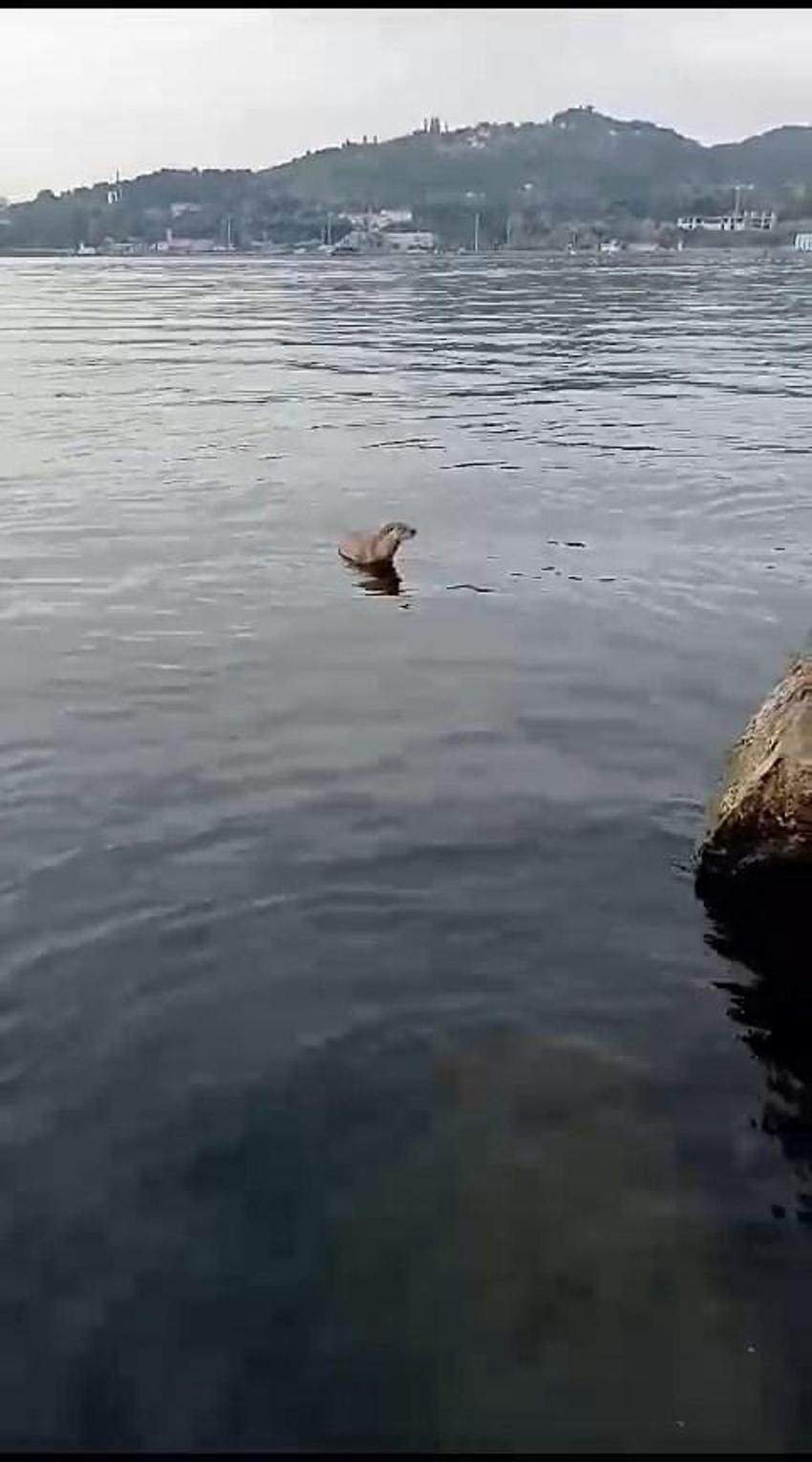Su samuru oltaya takılan balığı yakalayıp kaçtı! O anlar böyle görüntülendi