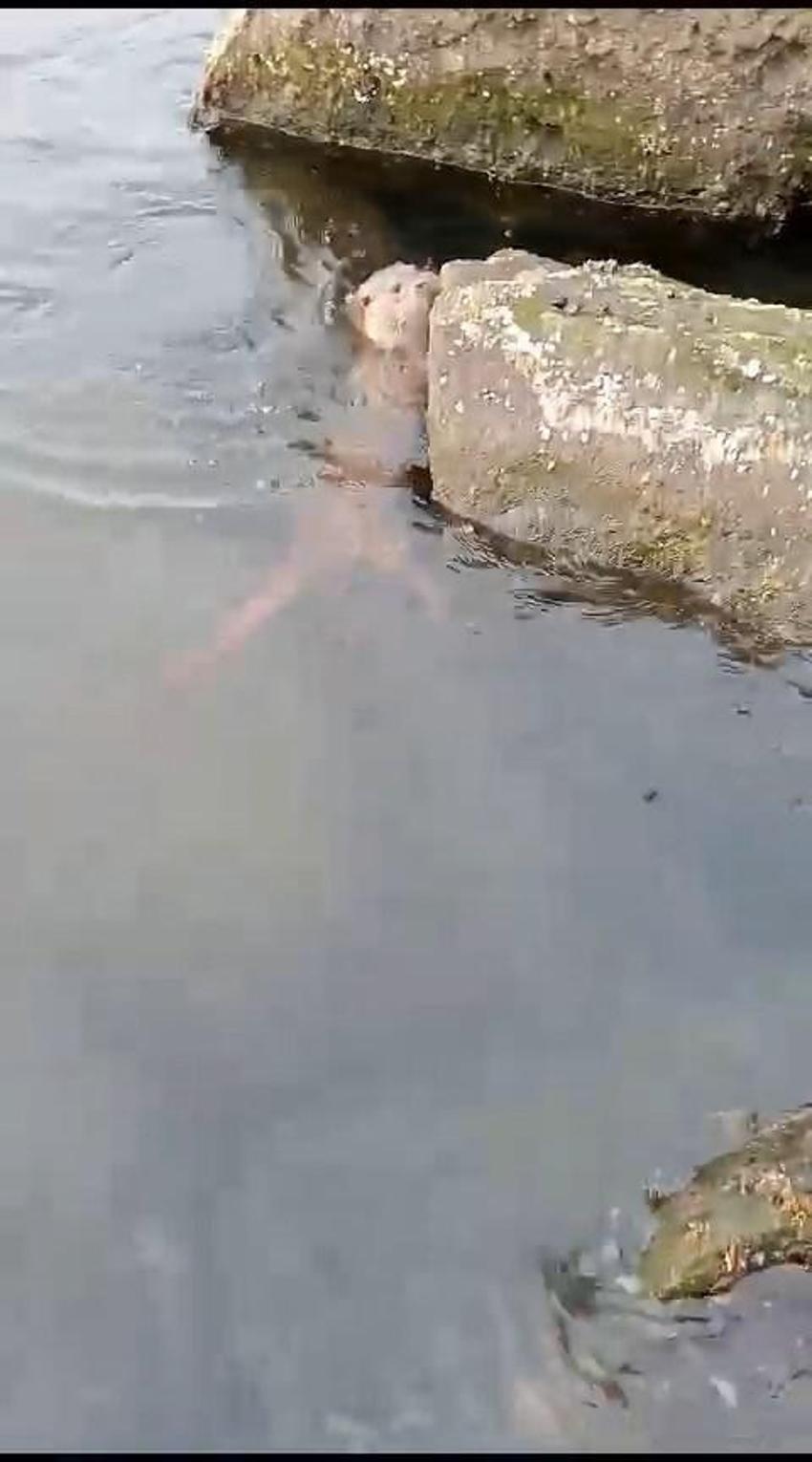 Su samuru oltaya takılan balığı yakalayıp kaçtı! O anlar böyle görüntülendi