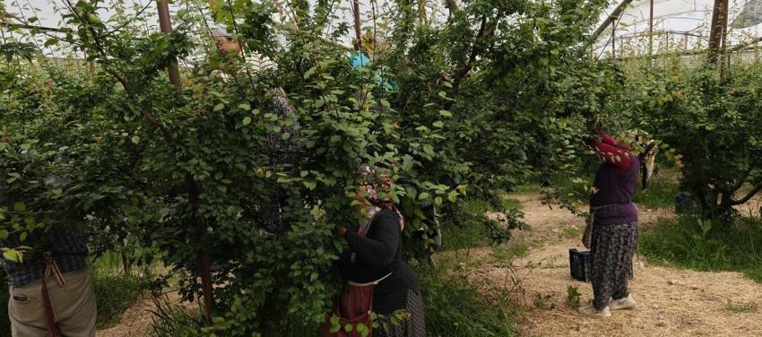 Mersin'de hasat başladı! Kilosu 10 bin TL'den 200 TL'ye düştü: Yurt içi ve yurt dışından sipariş yağıyor