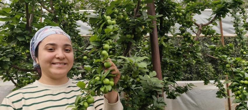 Mersin'de hasat başladı! Kilosu 10 bin TL'den 200 TL'ye düştü: Yurt içi ve yurt dışından sipariş yağıyor