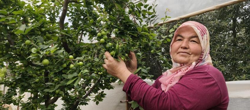 Mersin'de hasat başladı! Kilosu 10 bin TL'den 200 TL'ye düştü: Yurt içi ve yurt dışından sipariş yağıyor