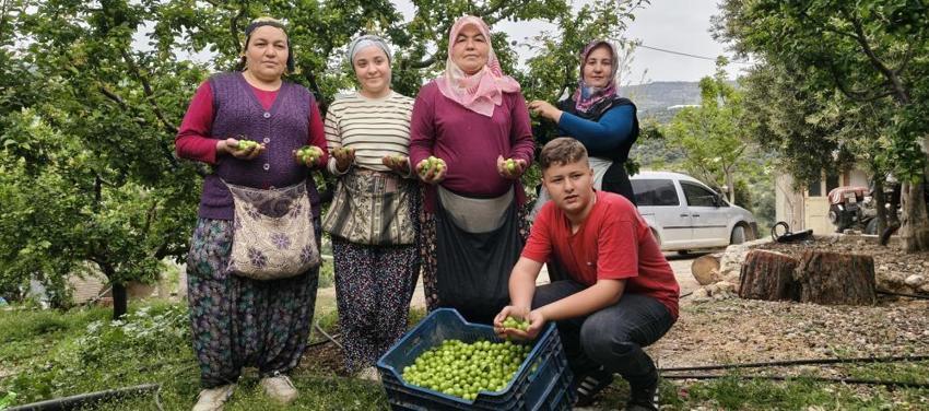 Mersin'de hasat başladı! Kilosu 10 bin TL'den 200 TL'ye düştü: Yurt içi ve yurt dışından sipariş yağıyor