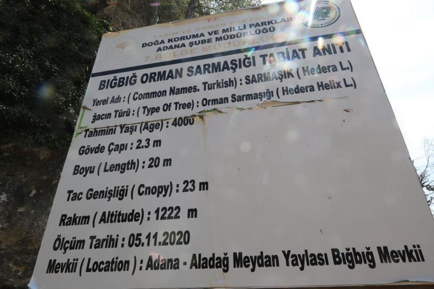 Adana'da 4 bin yıllık Bığbığ Sarmaşığı yeniden yeşerdi! Görenler gözlerine inanamıyor: Doğaseverler buraya akın ediyor
