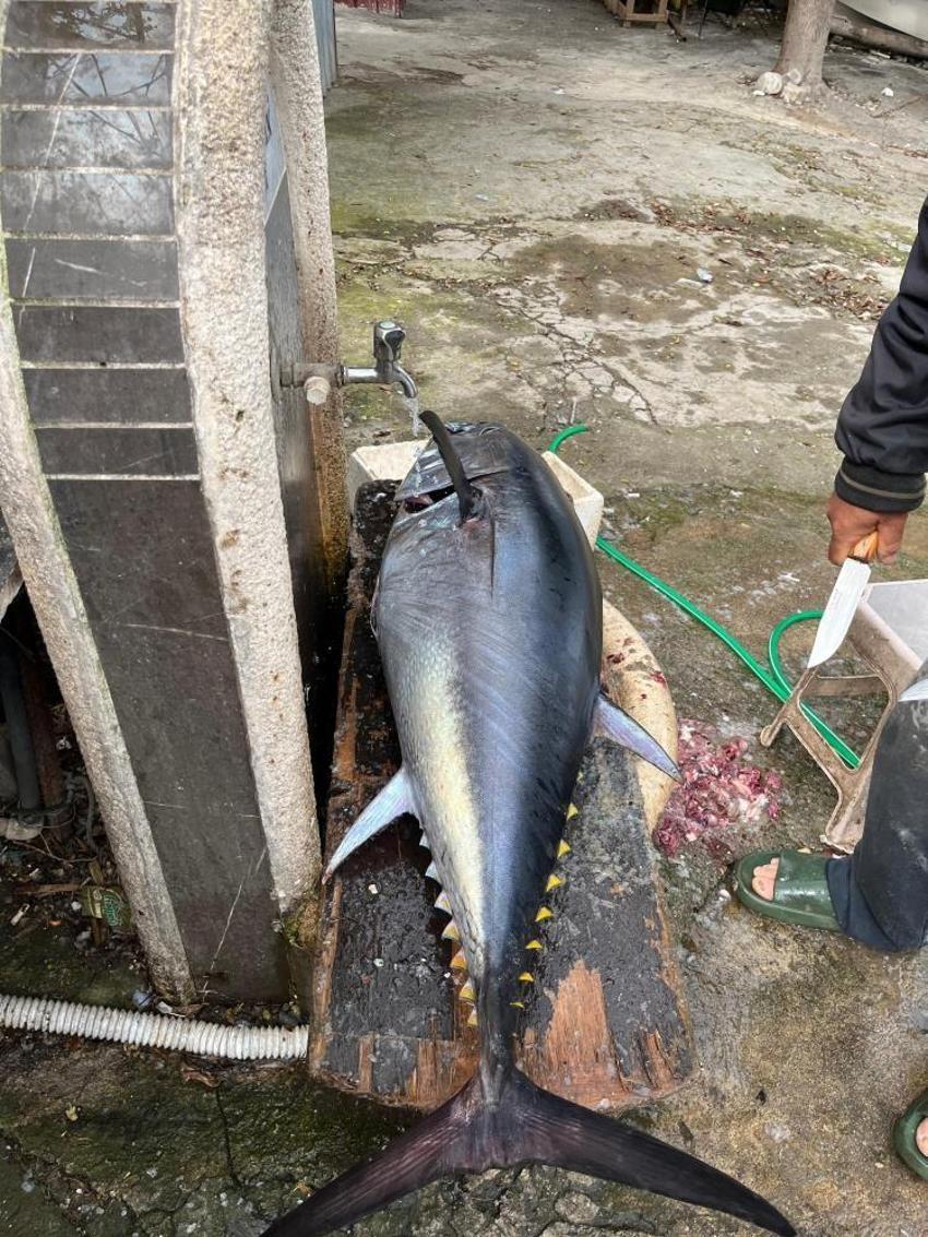 İskenderun Körfezi'nde 1 buçuk metrelik dev orkinos ağlara takıldı! 60 kilo geldi, kantar tartamadı