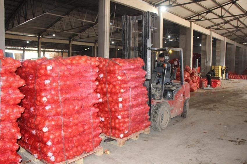 11 ay boyunca Avrupa'ya satılıyor! Amasya'da 500 bin ton üretildi