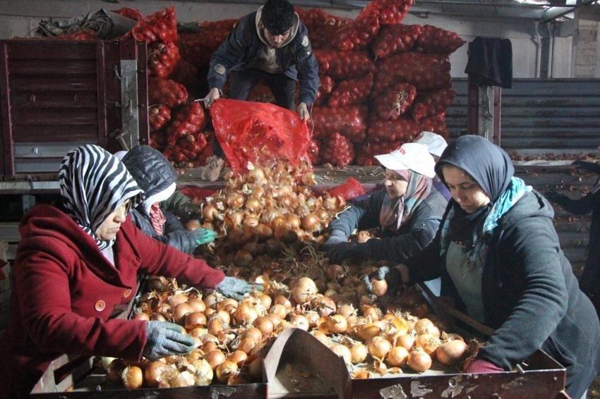 11 ay boyunca Avrupa'ya satılıyor! Amasya'da 500 bin ton üretildi