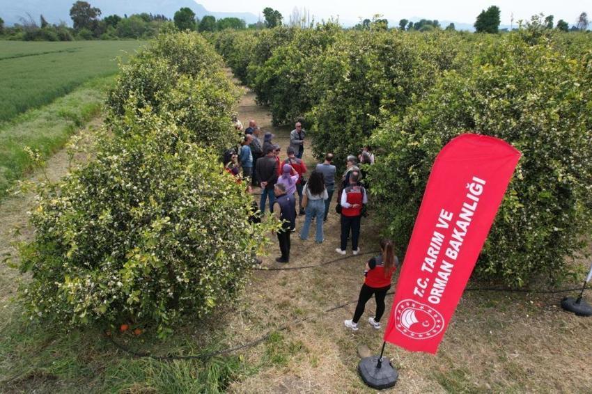 Muğla’da Tarımda "DERİM" devrimi! Üretici öğretmen narenciye bahçeleri sınıf oldu