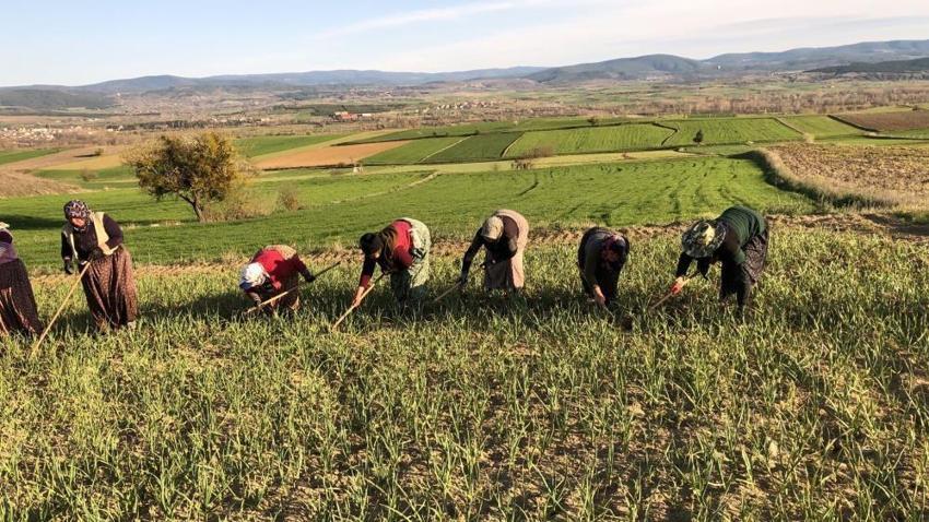 Dünyanın gözü bu tarlalarda: Taşköprü’nün beyaz altını için kritik mesai başladı!