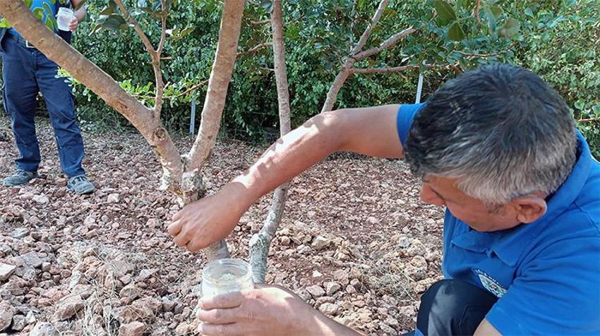 İthalatın önünü kesecek hamle Fethiye'den geldi! Muğla'nın 'beyaz altın'ı servet kazandırıyor