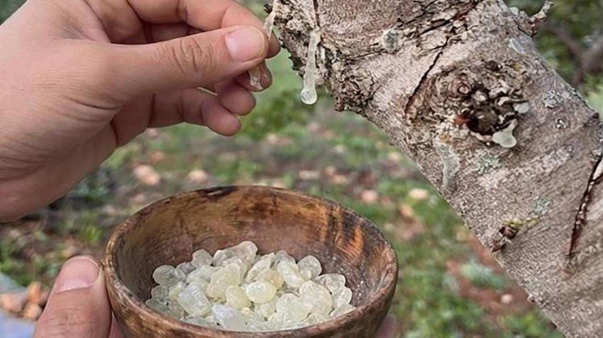 Fethiye'de deneme olarak ekildi! İlk hasat yapıldı: Yeni gelir kapısı üreticinin yüzünü güldürdü