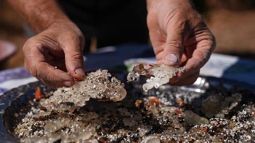Fethiye'de deneme olarak ekildi! İlk hasat yapıldı: Yeni gelir kapısı üreticinin yüzünü güldürdü