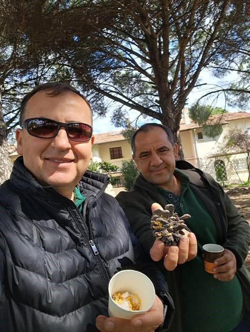 Çam balı üretiminde dünya birincisi olduk: Türkiye için stratejik öneme sahip böcek