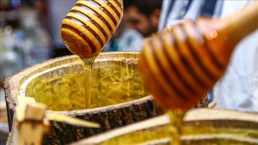 Çam balı üretiminde dünya birincisi olduk: Türkiye için stratejik öneme sahip böcek