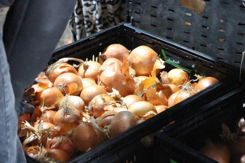 Türkiye'nin en uygun fiyatlı soğanı buradan çıkıyor! Avrupa'ya bile gönderiliyor