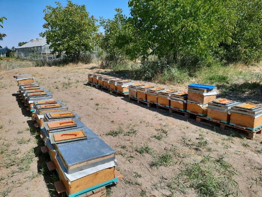 Servet değerindeki 'süper gıda' arı sütü Malatya'da mercek atında