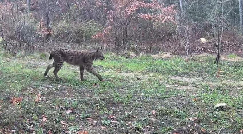 Ovacık'ta vaşak, domuzlar ve tavşan fotokapanla görüntülendi
