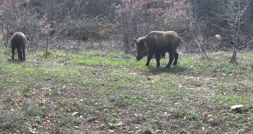 Ovacık'ta vaşak, domuzlar ve tavşan fotokapanla görüntülendi