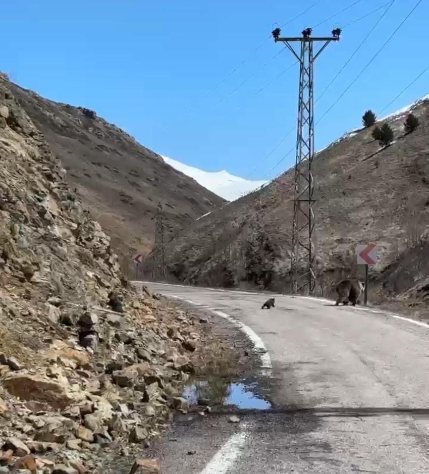 Gümüşhane'de anne ayı ve yavruları yolda görüntülendi, minik yavrunun çabası gülümsetti