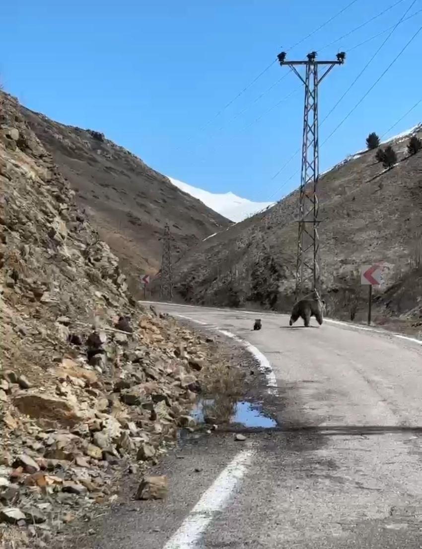Gümüşhane'de anne ayı ve yavruları yolda görüntülendi, minik yavrunun çabası gülümsetti