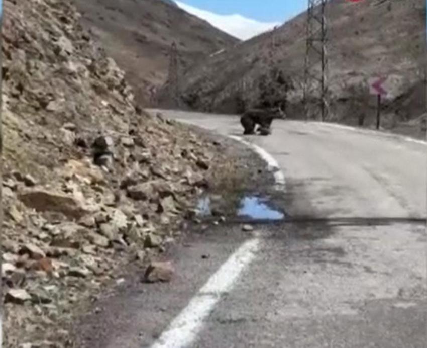 Gümüşhane'de anne ayı ve yavruları yolda görüntülendi, minik yavrunun çabası gülümsetti