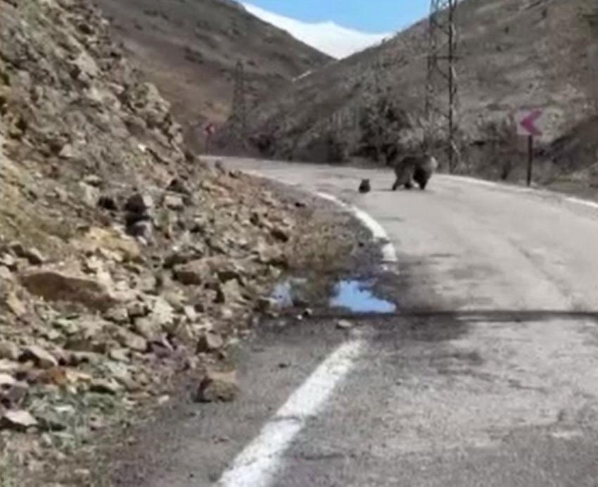 Gümüşhane'de anne ayı ve yavruları yolda görüntülendi, minik yavrunun çabası gülümsetti
