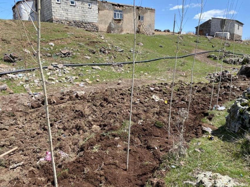 Ağrı'da köylüler imece usulü fidan dikimine başladılar: Traktörünü alan geldi, binlerce fidan toprakla buluştu!