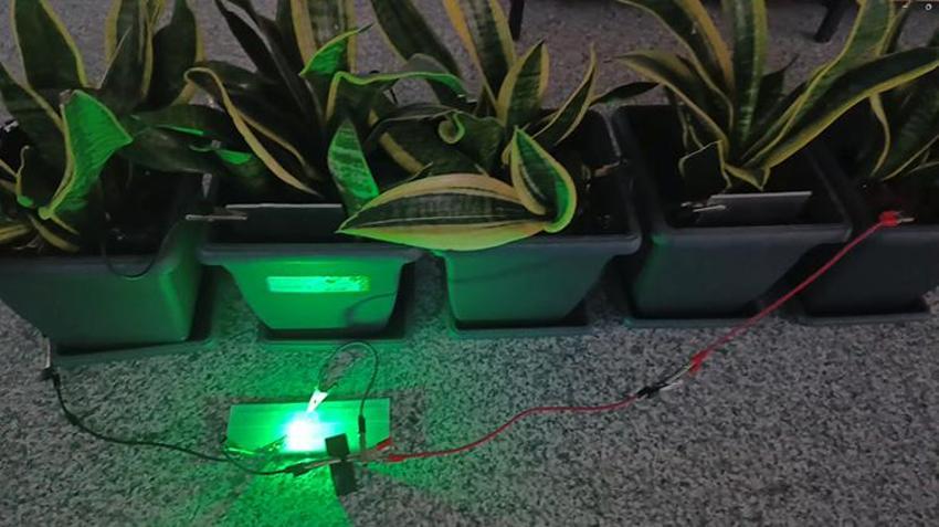 Bitkilerden üretildi: Tek bir tanesi 25 metrekarelik odayı aydınlatıyor! Bolu'da bilim insanları fotosentezi elektriğe dönüştürdüler