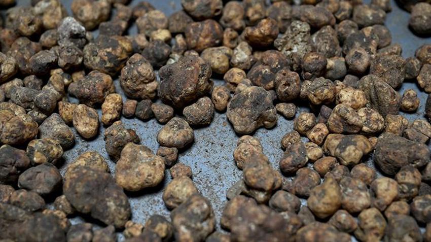 İtalya’dan geldi, tek bir şeyle zengin oldu: Eğitimli köpeklerle ormanlarda iz sürüyor: Kilogramı neredeyse servet değerinde