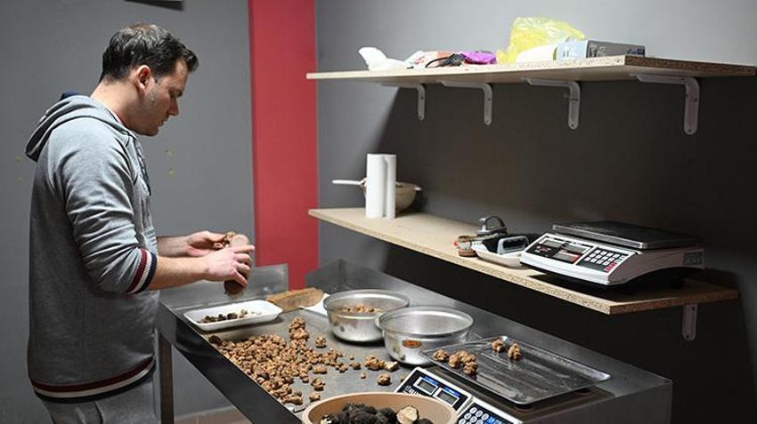 İtalya’dan geldi, tek bir şeyle zengin oldu: Eğitimli köpeklerle ormanlarda iz sürüyor: Kilogramı neredeyse servet değerinde